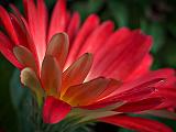 Gerbera Profile_P1120715